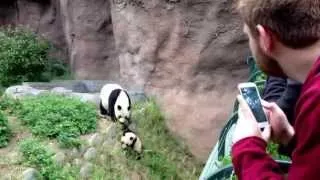 Baby panda plays with mom at the San Diego Zoo | ABC7