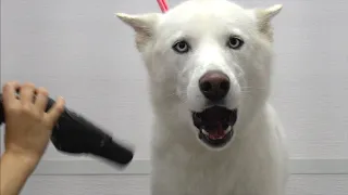 Husky almost dies at the pet groomers