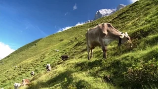 "Da alpigiani per alpigiani" - Un team indipendente gestisce un vasto alpeggio di vacche da latte