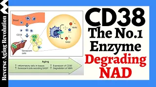 A CD38 Inhibitor Increases Lifespan & Healthspan & The Truth About Does NAD Decline Accelerate Aging
