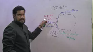 Conjunctiva anatomy