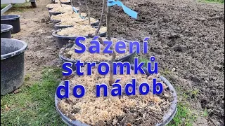 Sázení stromků do nádob