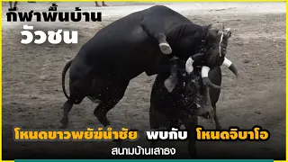 วัวชน I โหนดขาวพยัฆ์นำชัย VS โหนดจิบาโอ