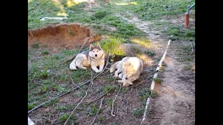 день  рождения #хаски Олси и вечерняя прогулка