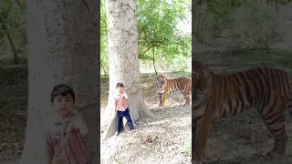 tigerattack man in forest#tiger #attack #jungle #viral #shorts #shortsvideo