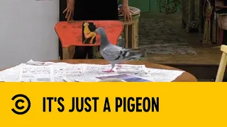 It's Just A Pigeon | Friends | Comedy Central Africa