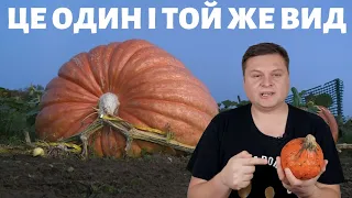 Гарбуз Хоккайдо: Чому довкола нього стільки хайпу?