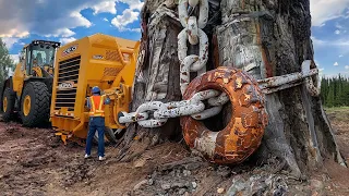 Amazing Fastest Cutting Down Huge Tree Skills, Powerful Logging Truck & Sawmill Machines Working