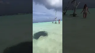 Stingray in the crystal clear lagoon 😍 #maldives #shorts