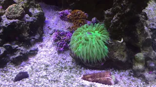 Feeding plate coral -- time lapse