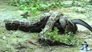 ALLIGATOR vs PYTHON.mp4