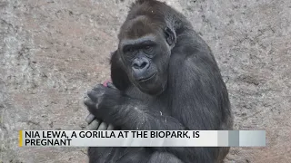 ABQ BioPark announces Western lowland gorilla is pregnant