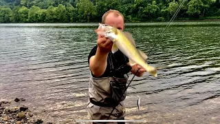 Monongahela River Walleyes & Bass from Bank in July