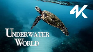 Sea Wonders 4K - Ocean Wonders | Relaxing Video