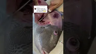 Triggerfish armor can be challenging but this method will make filtering them easy 🤙 #triggerfish