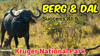 81.5% Success! Kruger National Park, South Africa I Berg-en-Dal I Wildlife & Camping