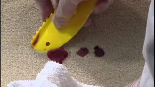 How to remove colored candle wax from carpet from a training class for professional carpet cleaners.