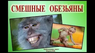 Смешные обезьяны