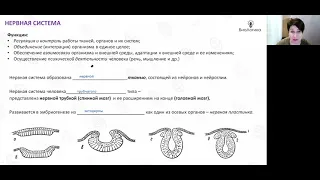 Лекция 39  Рефлексы  Спинной мозг