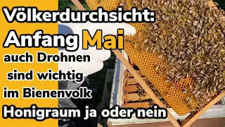 Völkerdurchsicht Anfang Mai, kann der Honigraum schon drauf! auch Drohnen sind wichtig im Bienenvolk