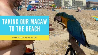 TAKING OUR MACAW TO BRIGHTON BEACH | SHELBY THE MACAW