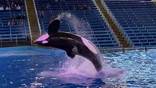 Orca Encounter; Full Show (11/6/21, 3PM)