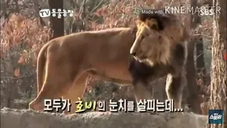 Lion vs Tiger - (Asiatic lion vs Bengal tiger)