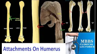 HUMERUS - GENERAL FEATURES & ATTACHMENTS/Humerus Muscles Attachment Trick