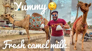 Fresh camel 🐪 milk 🥛 oontni ka dudh pikar maza aa gaya 🤤 | syed fahad | the fun fin |