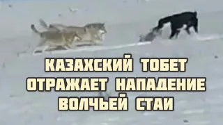 Казахская пастушья собака тобет отражает нападение волчьей  стаи 🐺🐺🐺🐺🐺
