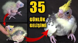 Cockatiel Grow Stages First 35 Days of Babies Timelapse