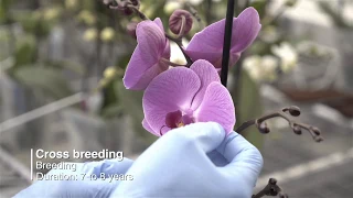 Behind the scenes at Ter Laak Orchids