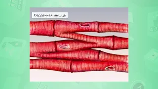 10 класс. Биология. Механизм сокращения мышечного волокна. 24.04.2020