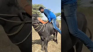 Buffalo Riding Madness