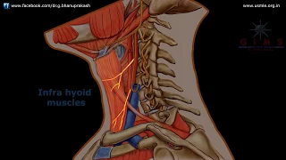 ANSA CERVICALIS ANATOMY ANIMATION