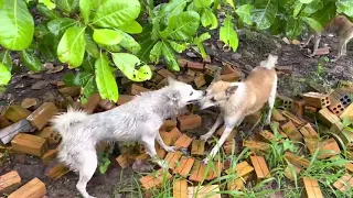 Brutal Dog Fight