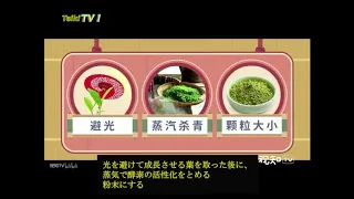 【中国から見た日本】日本の抹茶は中国で大人気！/抹茶の歴史/Matcha