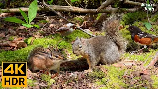 Cat TV for Cats to Watch 😺 Lovely Birds, Funny Squirrels, Sunny Spring 🐿 8 Hours 4K HDR