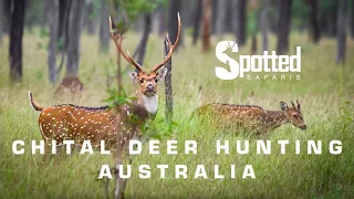 Hunting Chital / Axis Deer In Australia's Basalt Wall - Spotted Safaris