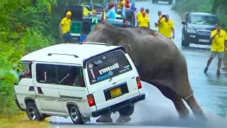 Watch the shocking 2024 elephant rampage on a van captured live on camera