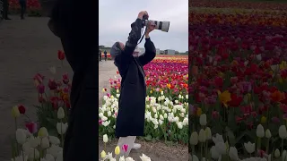 Oru tulip photoshoot #photography #tulipfields #fun #happiness #photographer