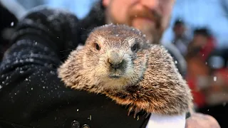 LIVE: Punxsutawney Phil Makes 2022 Groundhog Day Prediction | NBC News