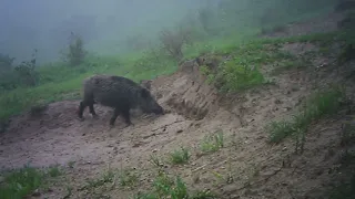 Очередное нападение кабана !