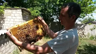 Что такое семья трутовка ? Затрутовала матка или пчелы трутовки.