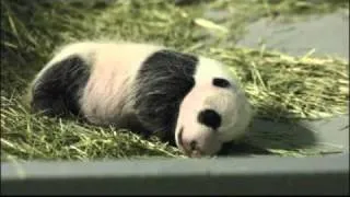 Giant Panda Lun Lun Gives Birth at Atlanta Zoo