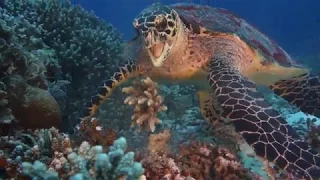 Tubbataha, Philippines, 2017 HD. What an experience!!! See more at www.PrimeDives.Com