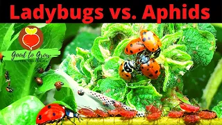 1500 LIVE Ladybugs! Aphid Control with Beneficial Insects | How to release ladybugs| Guten Yardening