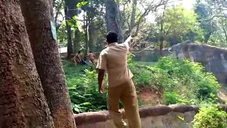 Man jumps into lion enclosure in Thiruvananthapuram zoo, rescued