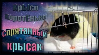 Крысы | Спрятанный крысак, или какого хрена? (Fancy Rats | Декоративные Крысы)