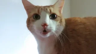 I'm Hungry Meows